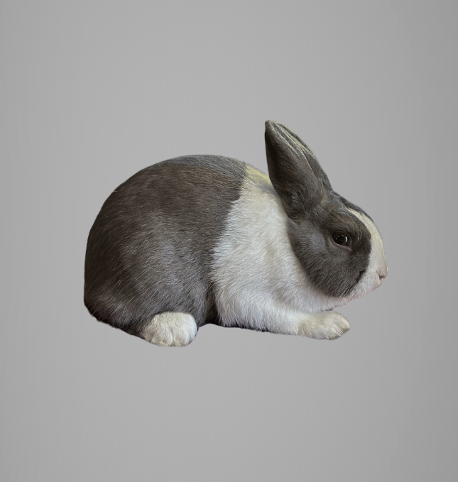 Recognized Varieties — dutchrabbit.com